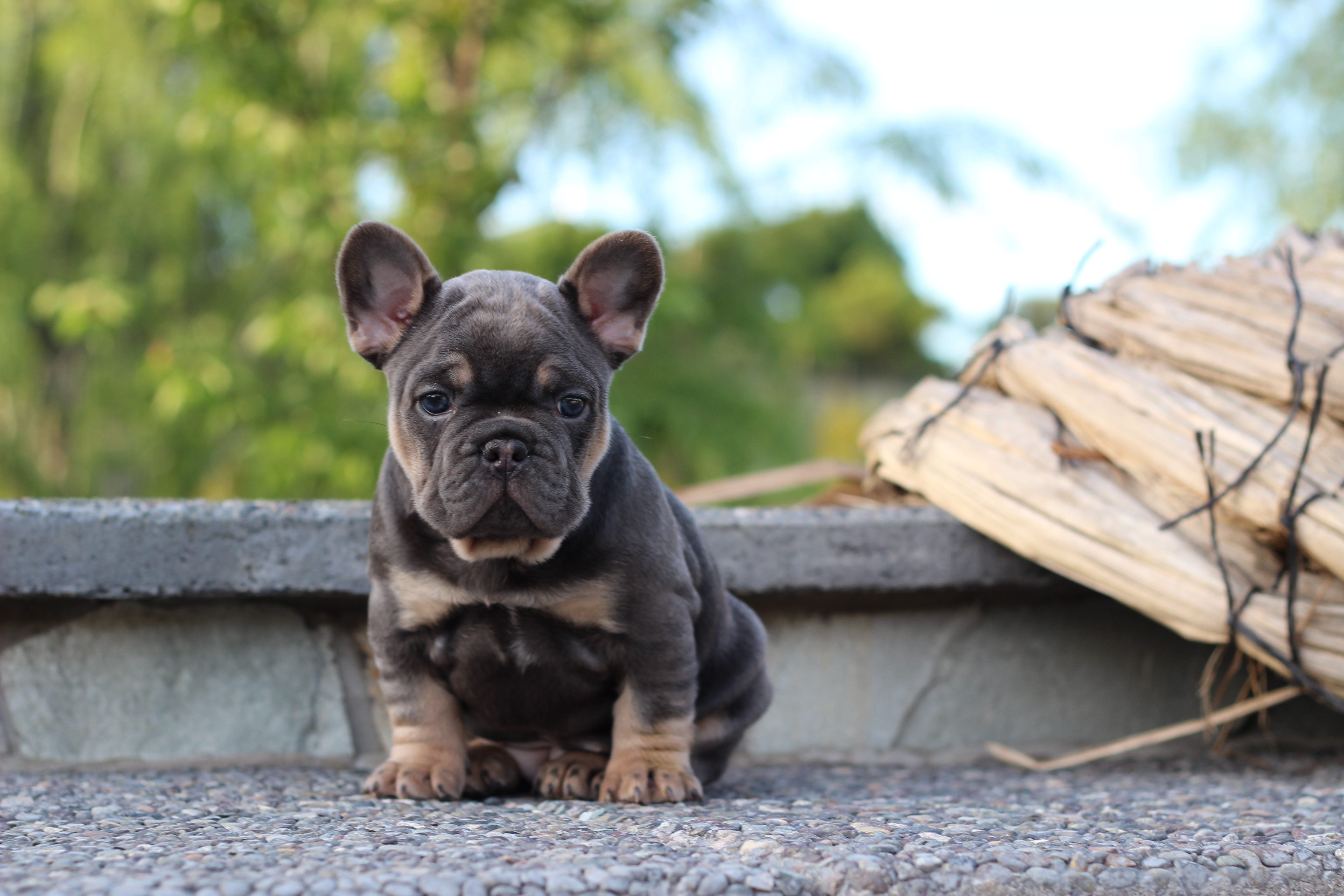 French bulldog. Французский бульдог. Чепрачный бульдог. Уход за французским бульдогом. Обои с бульдам.