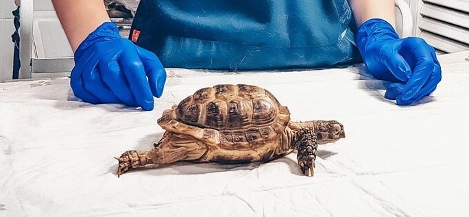 Болезни черепах | Ветеринарная клиника БЭСТ в Новосибирске